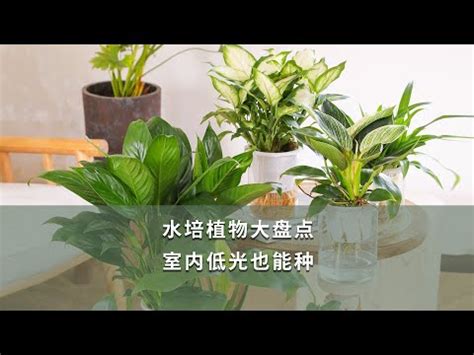 適合家裡的植物